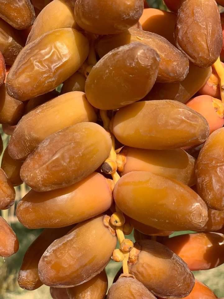 2 LBs. Deglet Noor Dates from Algeria 100% Natural, Nutritional Properties, Sun-Dried Fruit, Translucent Color and Elegant Shape
