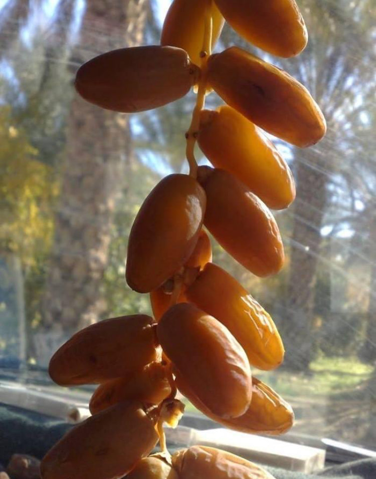 2 LBs. Deglet Noor Dates from Algeria 100% Natural, Nutritional Properties, Sun-Dried Fruit, Translucent Color and Elegant Shape
