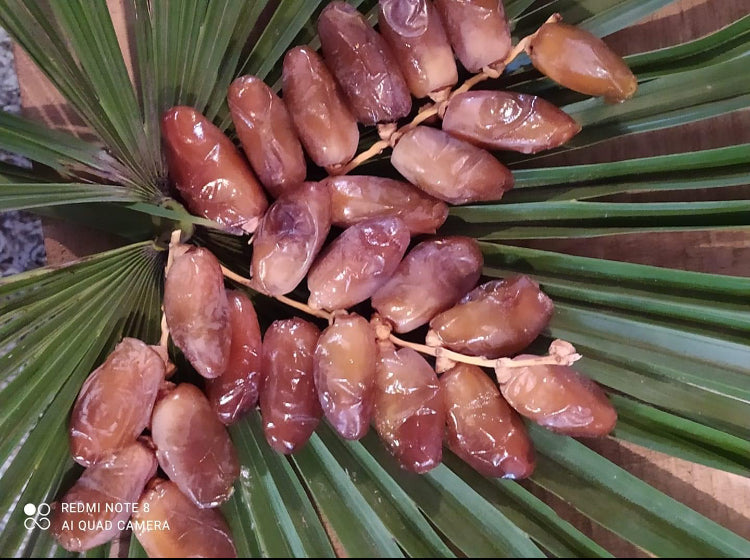 2 LBs. Deglet Noor Dates from Algeria 100% Natural, Nutritional Properties, Sun-Dried Fruit, Translucent Color and Elegant Shape