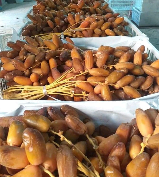 2 LBs. Deglet Noor Dates from Algeria 100% Natural, Nutritional Properties, Sun-Dried Fruit, Translucent Color and Elegant Shape