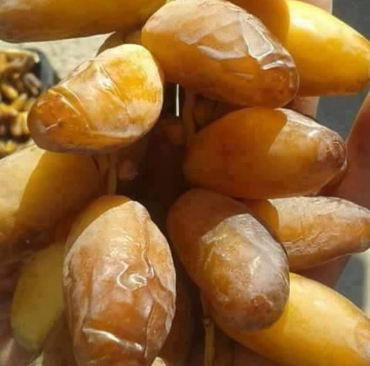 3x2LBs. Deglet Noor Dates from Algeria 100% Natural, Nutritional Properties, Sun-Dried Fruit, Translucent Color and Elegant Shape
