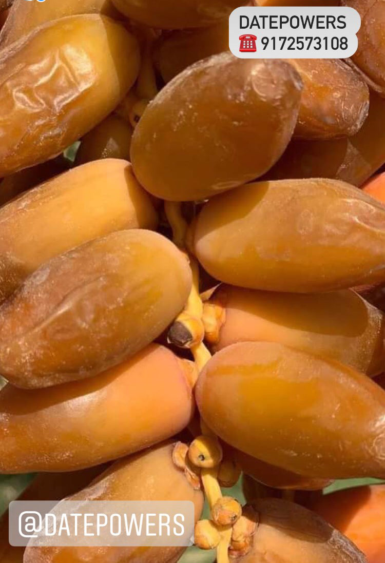 2 LBs. Deglet Noor Dates from Algeria 100% Natural, Nutritional Properties, Sun-Dried Fruit, Translucent Color and Elegant Shape